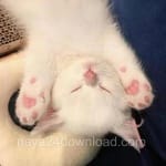 Avatar of Salman Irshad